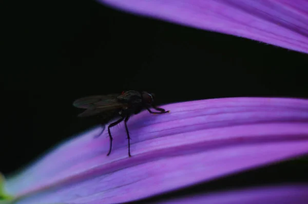 Fechar acima mosca da casa, mosca, mosca da casa na flor rosa — Fotografia de Stock