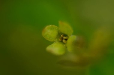 Yumuşak makro odak noktası Elaeagnus umbellata 'nın narin küçük çiçekleri. Bu çiçek açan bitkinin bahar mucizesi. Seçici odak.