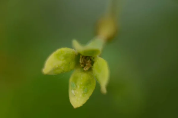 부드러운 매크로는 일라이어스 Elaeagnus Umbellata 초점을 맞춘다 꽃피는 식물의 선택적 — 스톡 사진