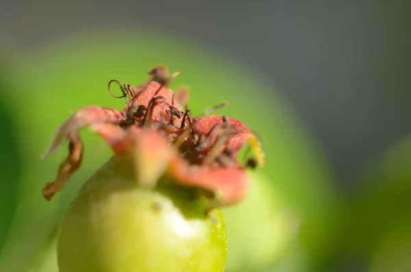 Fruits (small apples) of Japanese quince (Chaenomeles japonica), which appeared immediately after flowering. The long stamens of the flowers are clearly visible against the background of the leaves.