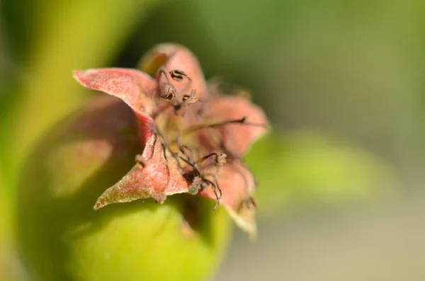 Fruits (small apples) of Japanese quince (Chaenomeles japonica), which appeared immediately after flowering. The long stamens of the flowers are clearly visible against the background of the leaves.