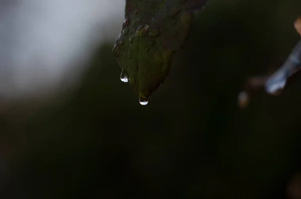 Yağmur Damlalı Ağaç Dalları Lkbaharın Başlarında Ağaç Dallarına Çiy Damlaları — Stok fotoğraf