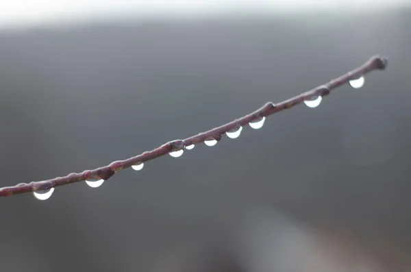 Tree Branch Rain Drops Dew Drops Tree Branches Morning Early — Stock Photo, Image