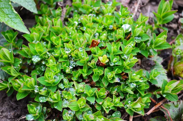 Scopolia Carniolica Растет Цветет Саду Ранней Весной Капельками Дождя — стоковое фото