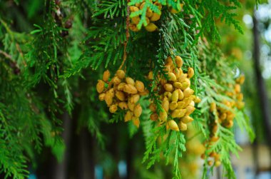 Thuja bataryasının dallarında tohum tomurcukları olan kahverengi tomurcuklar. Kuzey beyaz sedir, doğu arborvitae, yaşam ağacı.