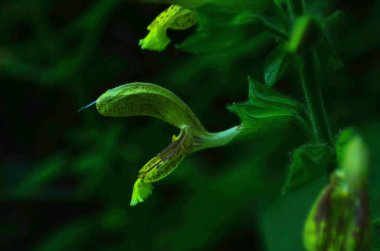 Yapışkan adaçayı, Jüpiter 'in adaçayı, Salvia glutinosa, uzun ömürlü bitki. Bahçedeki eşsiz bitkiler.