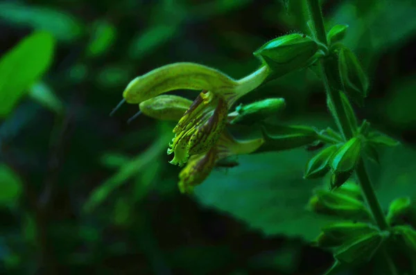 Липкий шалфей, шалфей Юпитера, Сальвия глютиноза, возводить многолетнюю траву. Уникальные растения в саду. — стоковое фото