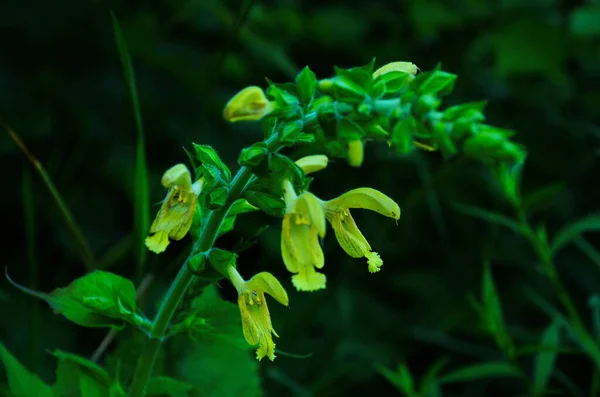 Klibbig salvia, Jupiters salvia, Salvia glutinosa, upprätt perenn ört. Unika växter i trädgården. — Stockfoto