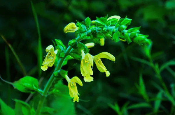Lepkavá šalvěj, Jupiterova šalvěj, Salvia glutinosa, vztyčená trvalá bylina. Jedinečné rostliny v zahradě. — Stock fotografie