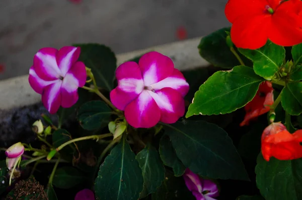 仙人掌蔷薇，俗称明亮的眼睛，花冠，坟地植物，马达加斯加花冠 — 图库照片