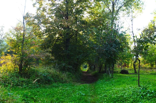 Raggi di sole in primavera in una foresta verde — Foto Stock