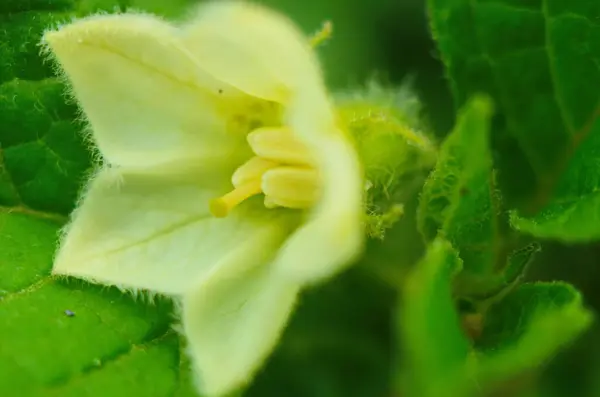 Крупный план физического полового созревания Маленький желтый цветок Неглубокий фокус — стоковое фото