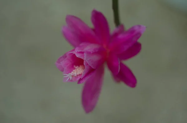 Kaktusa Epiphyllum crenatum z dość różowe kwiaty zbliżenie — Zdjęcie stockowe