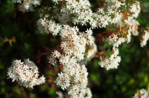 White stonecrop Sedum album blooming flowers — Stock Photo, Image