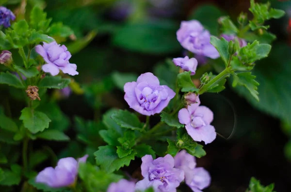 Närbild Blommor Vid Solnedgången Makrofoto Sommarblomman Naturbegreppet Violetta Blommor Äng — Stockfoto