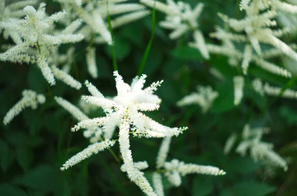 Цветы астильбе, растущие в саду. белый астильба на зеленом фоне. летний цветочный сад — стоковое фото
