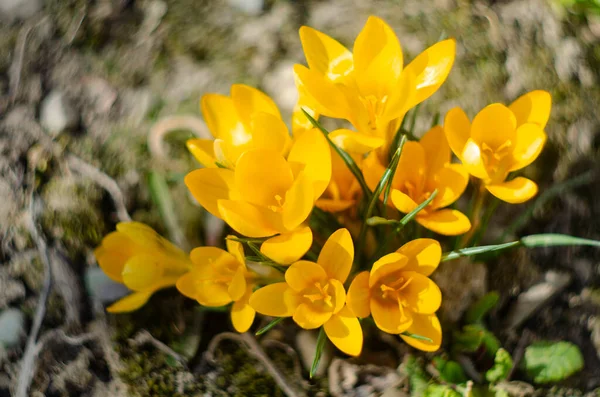 Primas de primavera. Cruces florecientes en un prado verde. Las cruces como símbolo de la primavera. —  Fotos de Stock