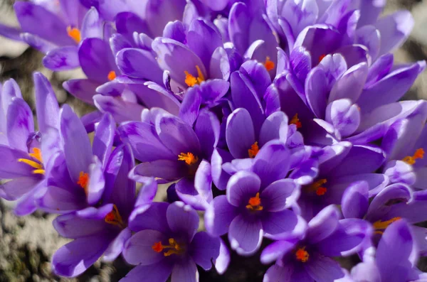 İlkbaharda Mor Crocus Çiçekleri. Yüksek kalite fotoğraf
