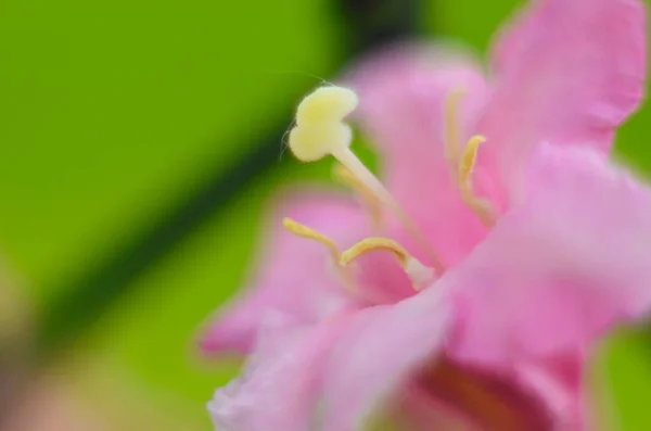 Vackra Rosa Blommor Weigela Florida Blommor Weigela Florida Blommande Trädgård — Stockfoto