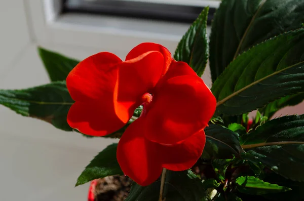 Impatiens Walleriana Red Impatiens Flower Blossom Macro Close — Stock Photo, Image