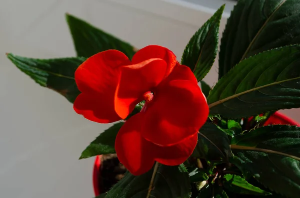 Impatiens Walleriana Red Impatiens Flower Blossom Macro Close — Stock Photo, Image