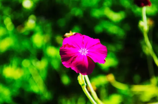 Ροζ Λουλούδι Άγριο Γαρύφαλλο Εστίαση Πρώτο Πλάνο — Φωτογραφία Αρχείου
