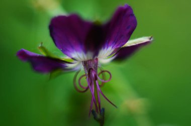 Bahçede, sardunya fatihi 'Kuzgun' un koyu mor çiçeği