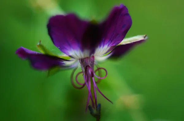 Flor Púrpura Escura Geranium Phaeum Raven Jardim — Fotografia de Stock