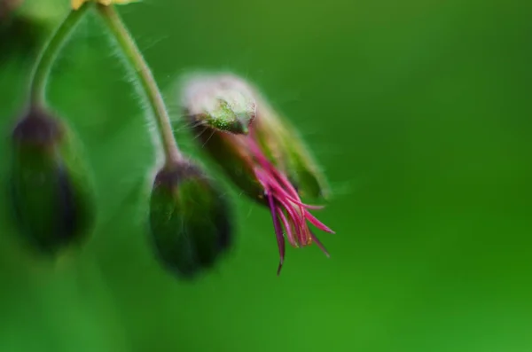 庭のゼラニウム フェウム レイヴン の濃い紫色の花 — ストック写真