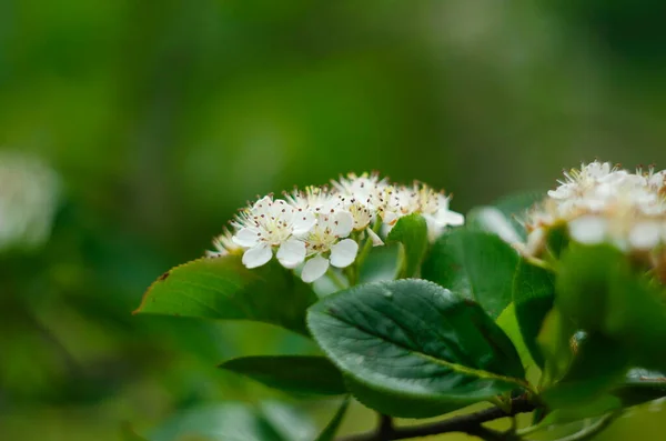 Aronia Melanocarpa Μαύρο Chokeberry Λευκά Κίτρινα Λουλούδια Και Πράσινα Φύλλα — Φωτογραφία Αρχείου