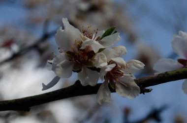 Badem çiçekleri Prunus dulcis güneşli bir günde bir bahçede, bahar zamanı