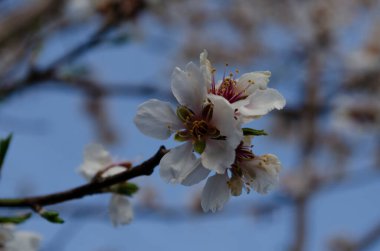 Badem çiçekleri Prunus dulcis güneşli bir günde bir bahçede, bahar zamanı