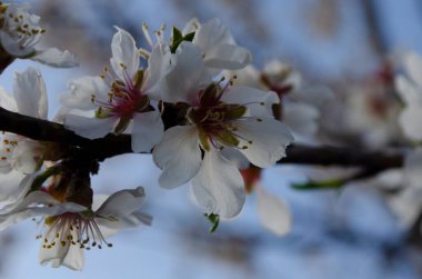 Badem çiçekleri Prunus dulcis güneşli bir günde bir bahçede, bahar zamanı