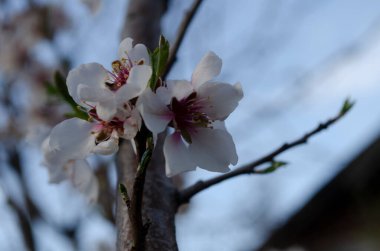 Badem çiçekleri Prunus dulcis güneşli bir günde bir bahçede, bahar zamanı