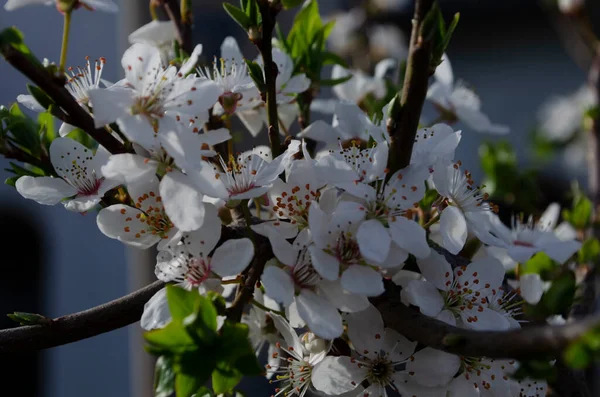 Fiori Mandorlo Prunus Dulcis Albero Una Giornata Sole Giardino Ora — Foto Stock