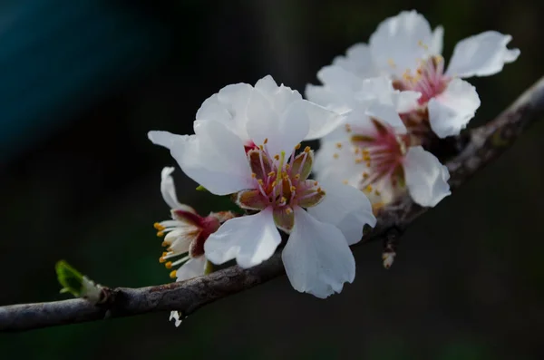 Мигдальні Квіти Прунус Дереві Сонячний День Саду Весна — стокове фото