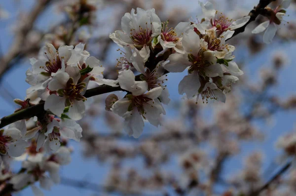 Mandlové Květy Prunus Dulcis Stromě Slunečného Dne Zahradě Jarní Čas — Stock fotografie