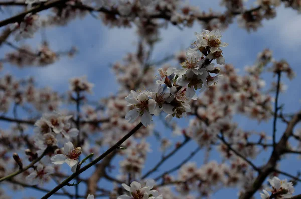 Мигдальні Квіти Прунус Дереві Сонячний День Саду Весна — стокове фото