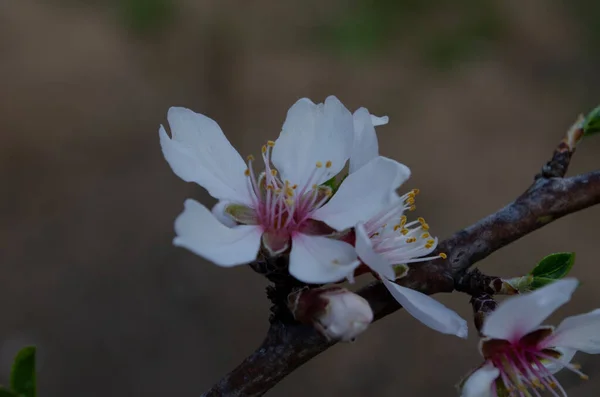 Flores Amêndoa Prunus Dulcis Uma Árvore Dia Ensolarado Jardim Tempo — Fotografia de Stock