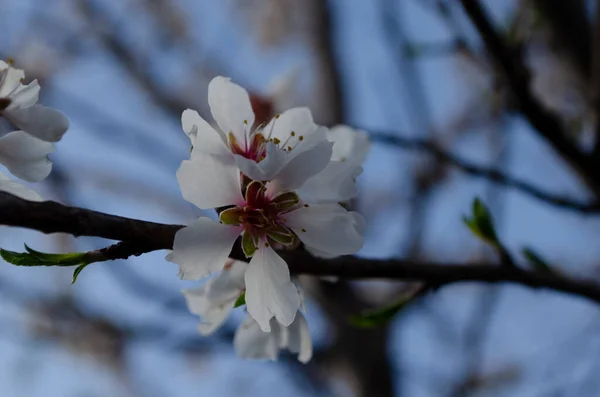 Kwiaty Migdałów Prunus Dulcis Drzewie Słoneczny Dzień Ogrodzie Czas Wiosny — Zdjęcie stockowe
