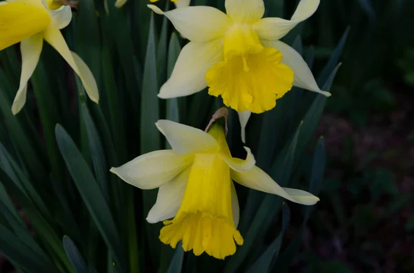 Incroyable Champ Fleurs Jonquilles Jaunes Dans Lumière Soleil Matin Image — Photo