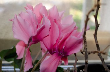 Güzel pembe renkte siklamen çiçekleri yakın çekim