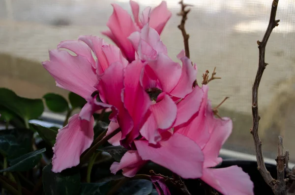 Güzel Pembe Renkte Siklamen Çiçekleri Yakın Çekim — Stok fotoğraf