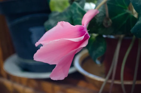 Güzel Pembe Renkte Siklamen Çiçekleri Yakın Çekim — Stok fotoğraf