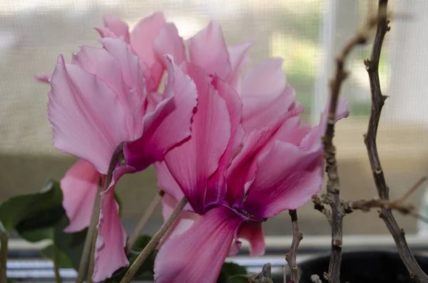 Cyclamen Flowers Beautiful Pink Color Close — Stock Photo, Image