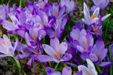 İskandinav bahçesinde mor mavi krokus çiçekleri. İsveç bahçelerinde tipik bahar çiçekleri. Açık havada güneş ışığında renkli kır bitkileri..