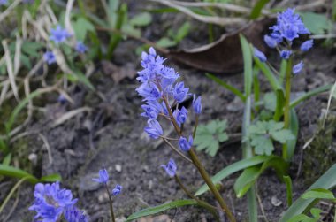 Güneşli bir günde çiçek açan mavi scilla luciliae çiçeklerine yakın çekim. İlk ilkbahar soğan bitkileri.