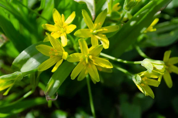 Pequeñas flores de Gagea lutea o cebollas de ganso de cerca. Estrella amarilla de Belén primavera floreciendo en día soleado. — Foto de Stock