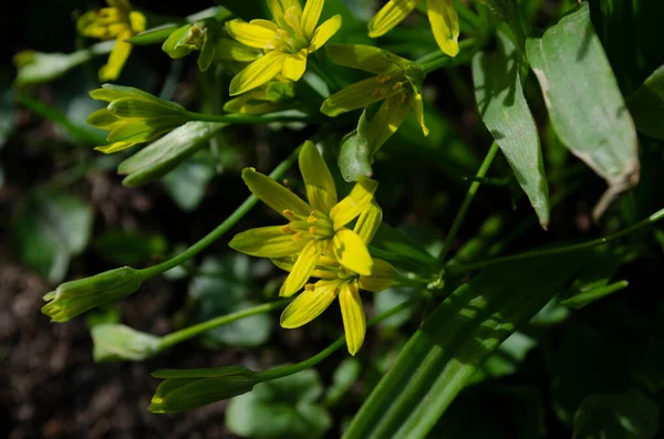 Pequeñas flores de Gagea lutea o cebollas de ganso de cerca. Estrella amarilla de Belén primavera floreciendo en día soleado. —  Fotos de Stock