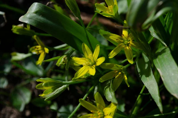 Pequeñas flores de Gagea lutea o cebollas de ganso de cerca. Estrella amarilla de Belén primavera floreciendo en día soleado. —  Fotos de Stock